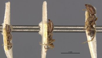 Media type: image;   Entomology 21327 Aspect: habitus lateral
